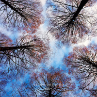 Fortunately (Single)