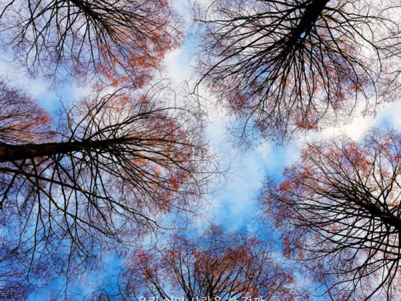 Fortunately (Single)