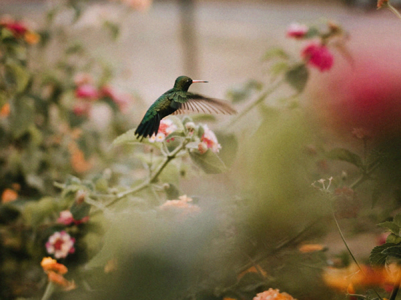 hummingbirds (Single)