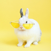 Meme Favorito (Single)