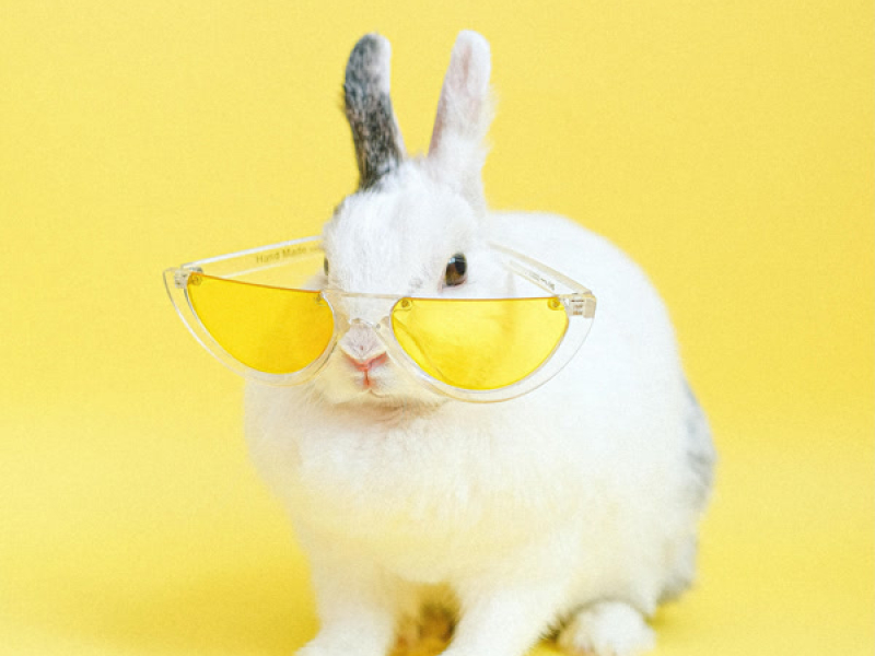 Meme Favorito (Single)