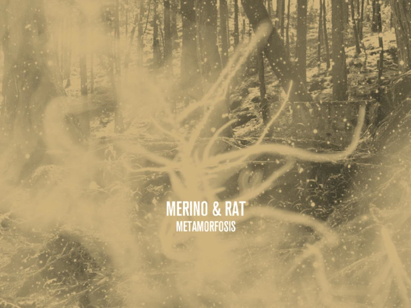 Metamorfosis (Single)