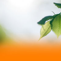 Healing Ambient Music With Soothing Piano And Gentle Nature Sounds For Deep Relaxation And Better Sleep (Single)