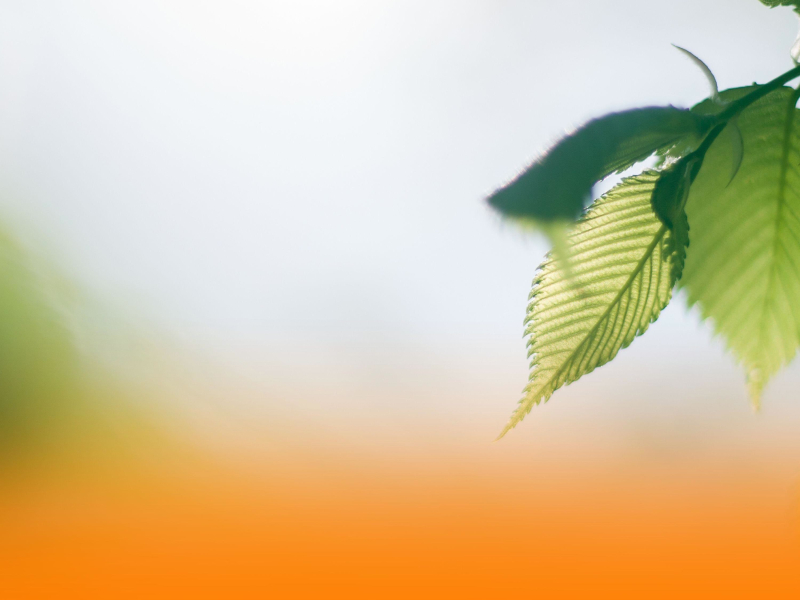 Healing Ambient Music With Soothing Piano And Gentle Nature Sounds For Deep Relaxation And Better Sleep (Single)