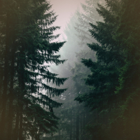 Gentle Rain Sound with Light Wind for Increased Focus and Creativity (Single)