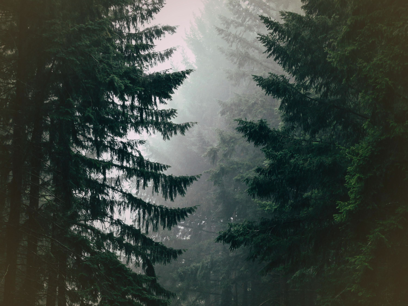 Gentle Rain Sound with Light Wind for Increased Focus and Creativity (Single)