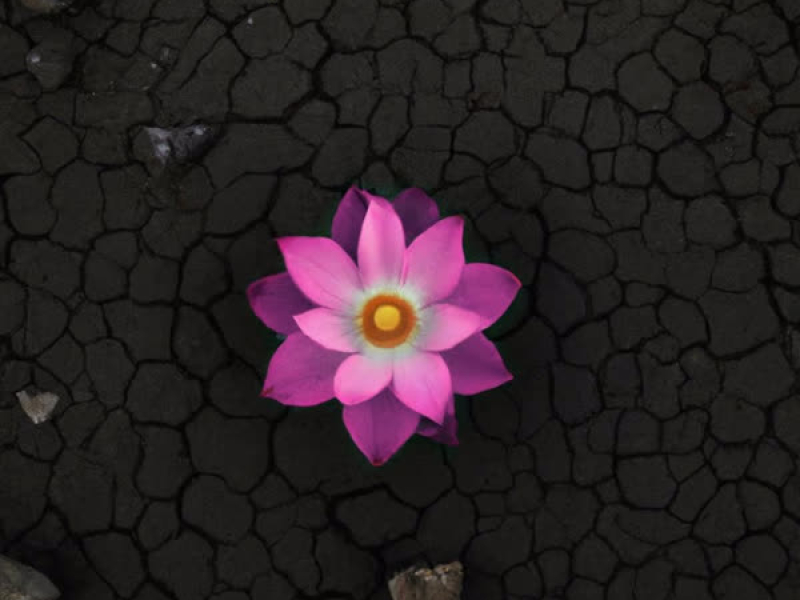 Flor de Loto (Single)