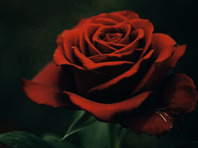 Kasoor (Instrumental) (Single)