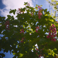 cloud garden (Single)