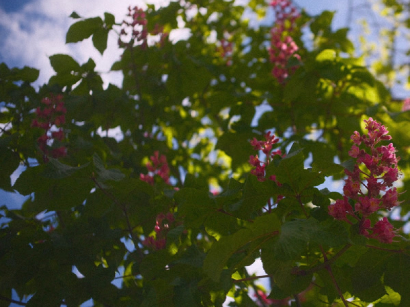 cloud garden (Single)