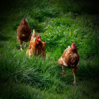 Chickens and Ducks on Farm Sounds for Better Mood and Relaxation (Single)