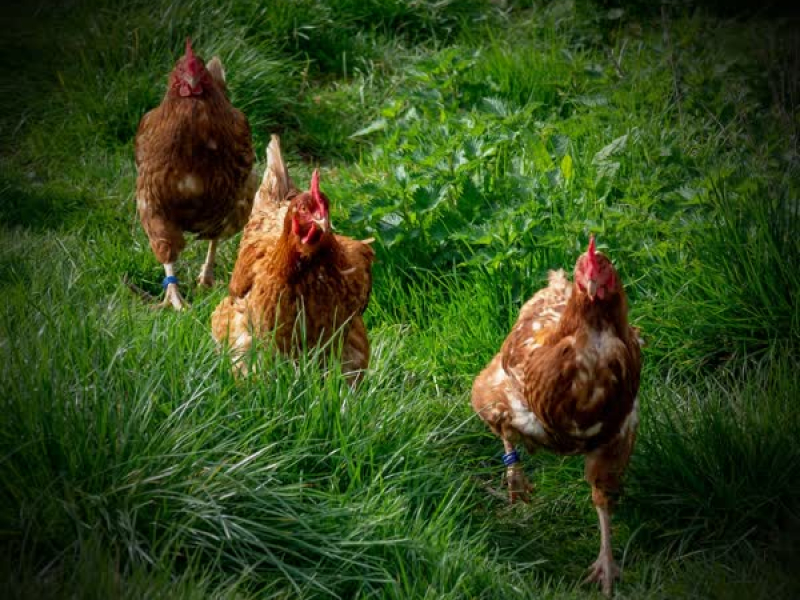 Chickens and Ducks on Farm Sounds for Better Mood and Relaxation (Single)