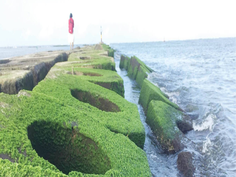 Nỗi Nhớ Rong Rêu (Single)