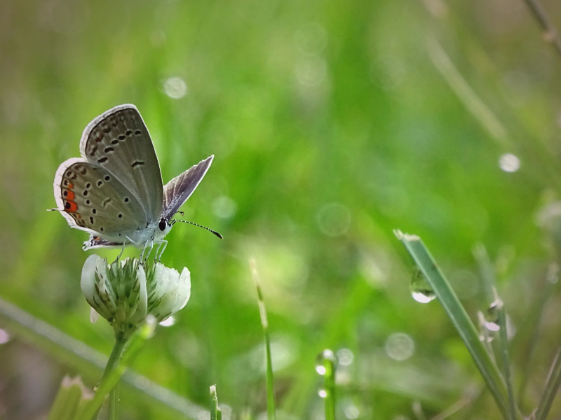 Morning Rain Sound with Birds Singing for Yoga and Relaxation (Single)