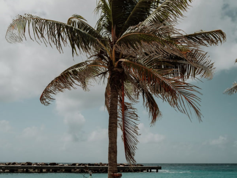 Summer Daze (Single)