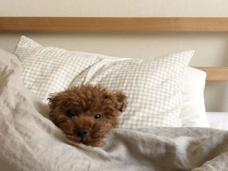 강아지의 일상 (EP)