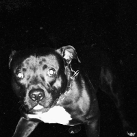 Armamento Russo (Single)