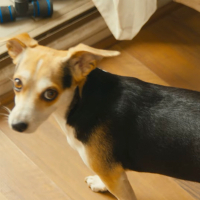 Soñé Contigo (Single)