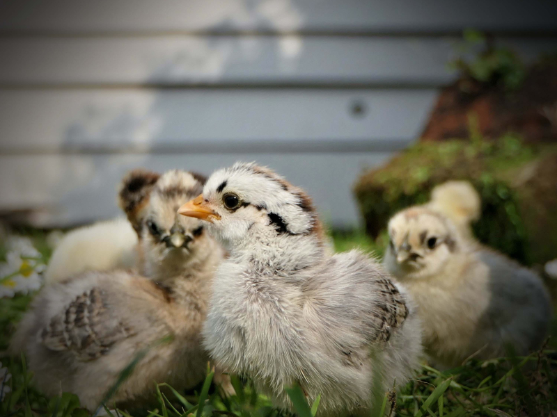 Instant Relaxation and Stress Relief with Farm Sounds of Chickens and Ducks (Single)