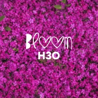 Bloom (Single)