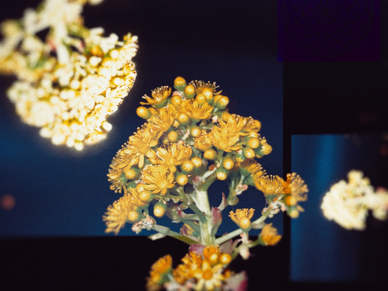 Wake Me When It's Over / Untouch