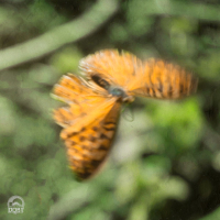 Feeling Butterflies (Single)