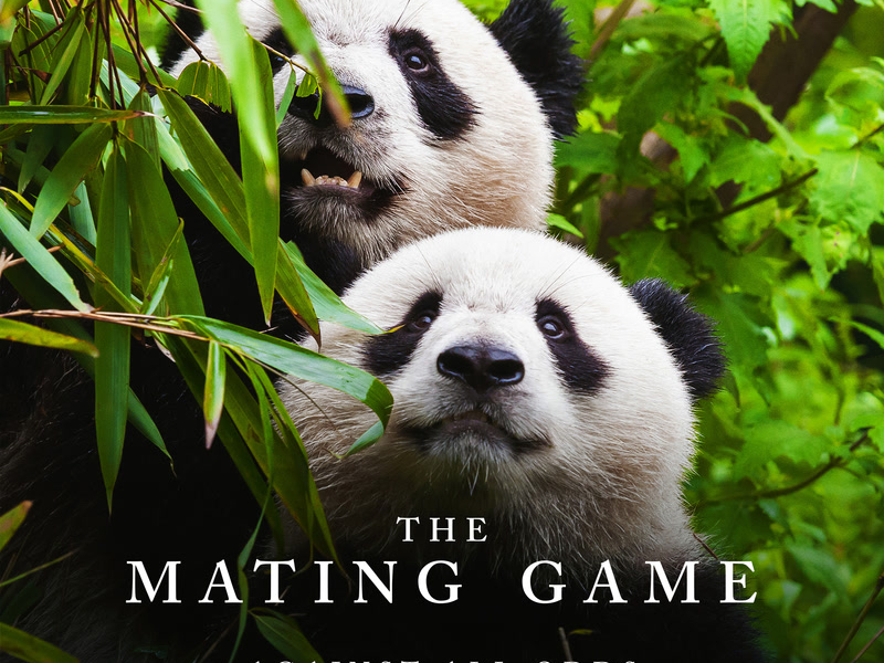 The Mating Game - Against All Odds (Original Television Soundtrack)