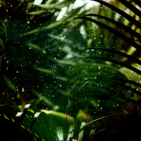 Forest Rain Loop (Single)