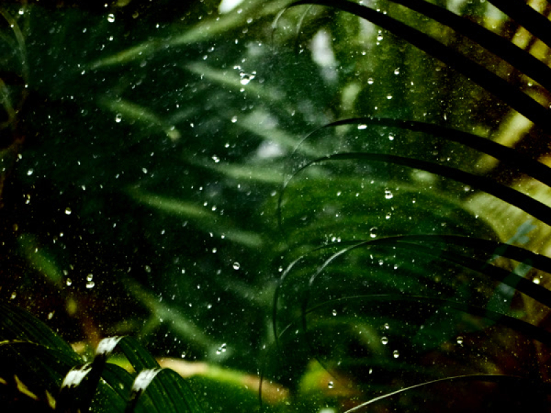 Forest Rain Loop (Single)