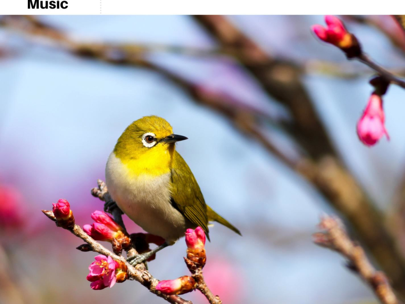 Early Morning Bird Ambience (Single)