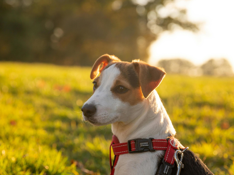 Walk With a Pet Vol.3 (EP)