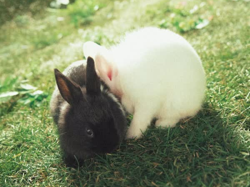 She`s a Baby (Single)