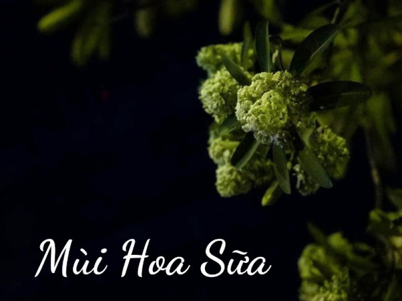 Mùi Hoa Sữa (Single)