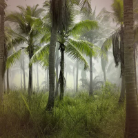 Tropical Storm Sounds for Deep Focus and Concentration (Single)