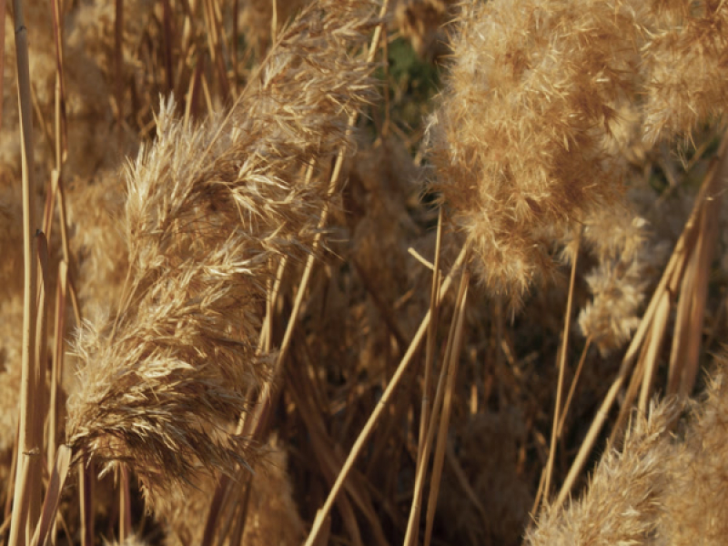 Empathetic Prosperity (Single)