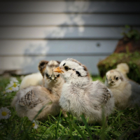 Feel Calm and Relieve Stress with Farm Sounds (Single)