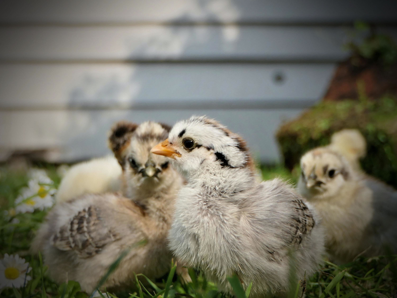 Feel Calm and Relieve Stress with Farm Sounds (Single)