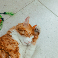 Melody Vol.1 for inducing comfortable sleep (EP)