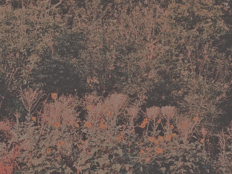 compilation (Single)