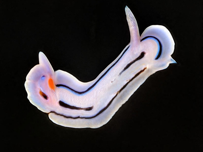 Waiting (VIP) (Single)