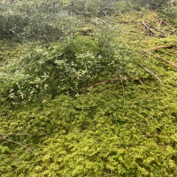 Peace of mind (Single)