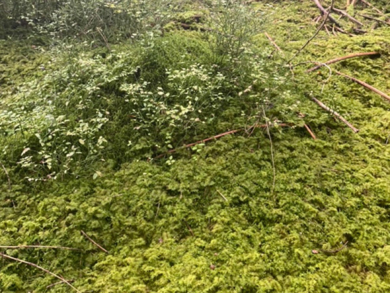 Peace of mind (Single)