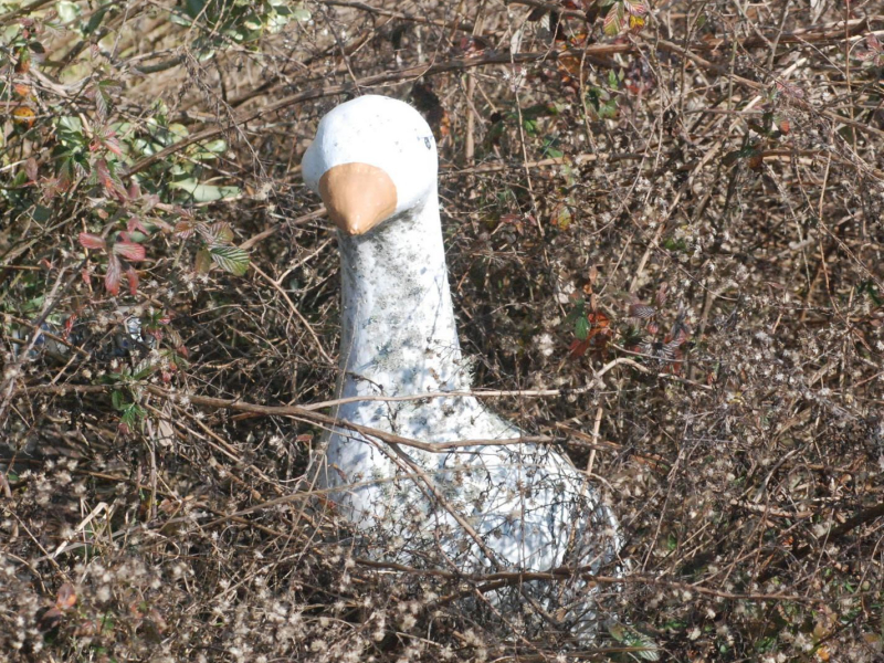 Catfish Don't Dance (Single)