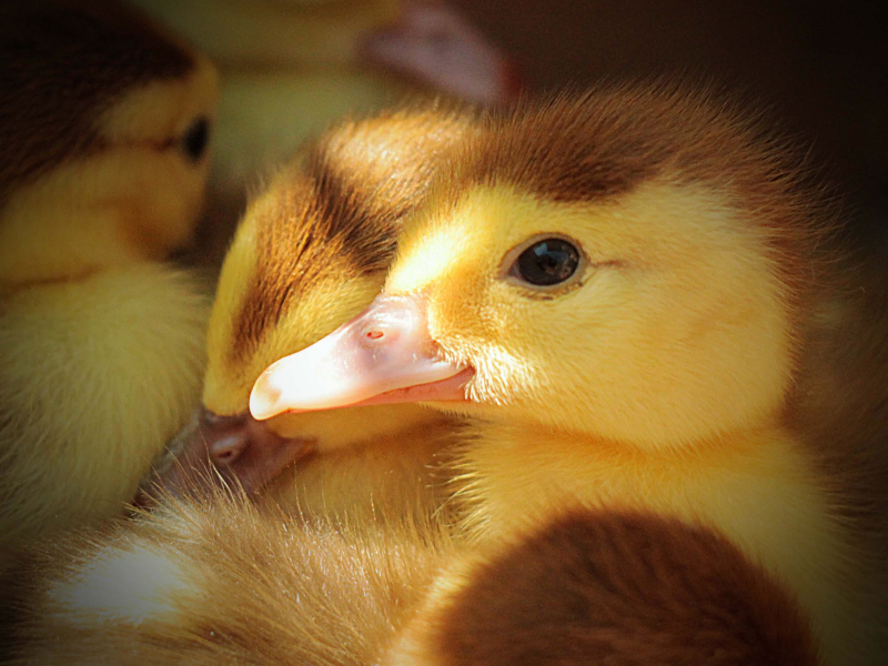 Relax and Feel Calm with Animal Sounds of Chickens and Ducks (Single)