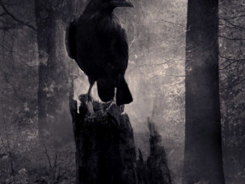 CORVO BRISANTE (Single)