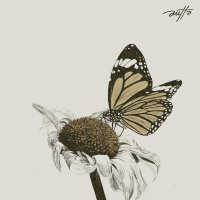 แย้มบาน (Single)