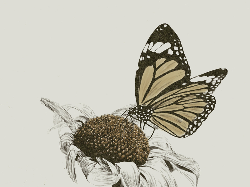 แย้มบาน (Single)