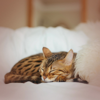 Cat Purring Sounds (Single)