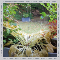 Silverhair Express (Chang Kiha Remix) (Single)