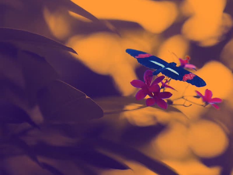 Untouchable (Single)